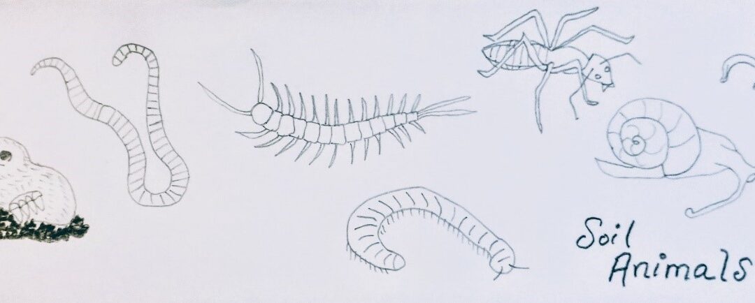 Soil Organisms